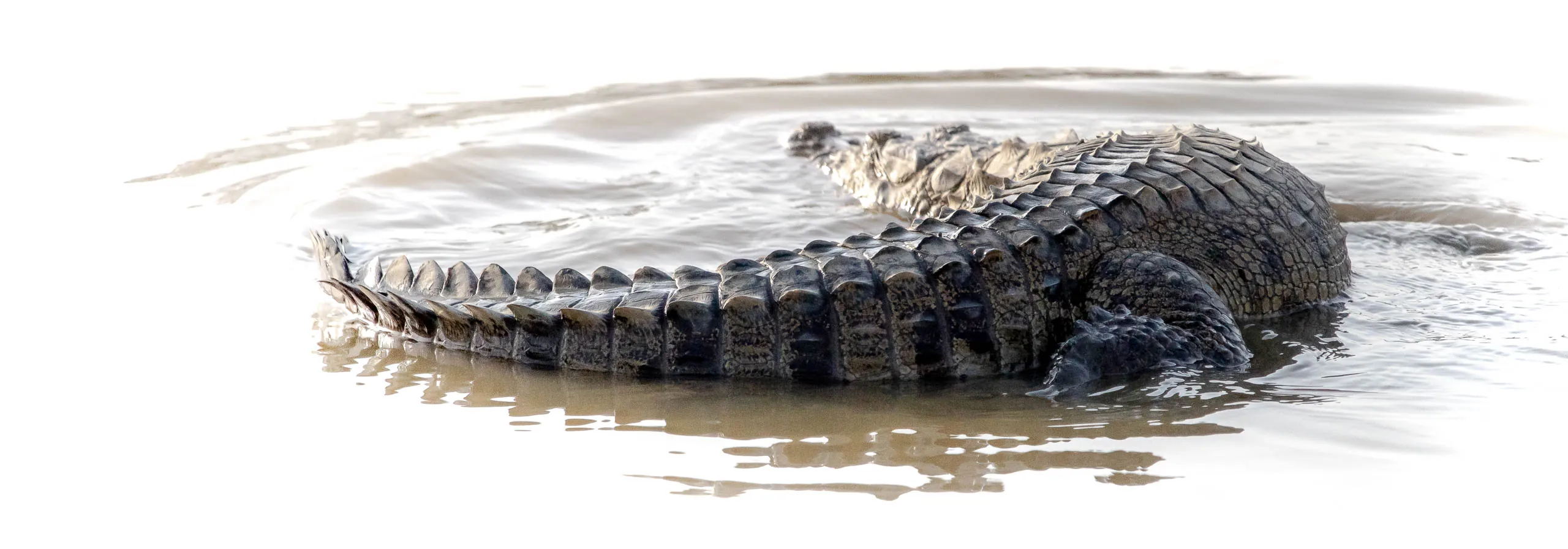 DesertCrocs Project