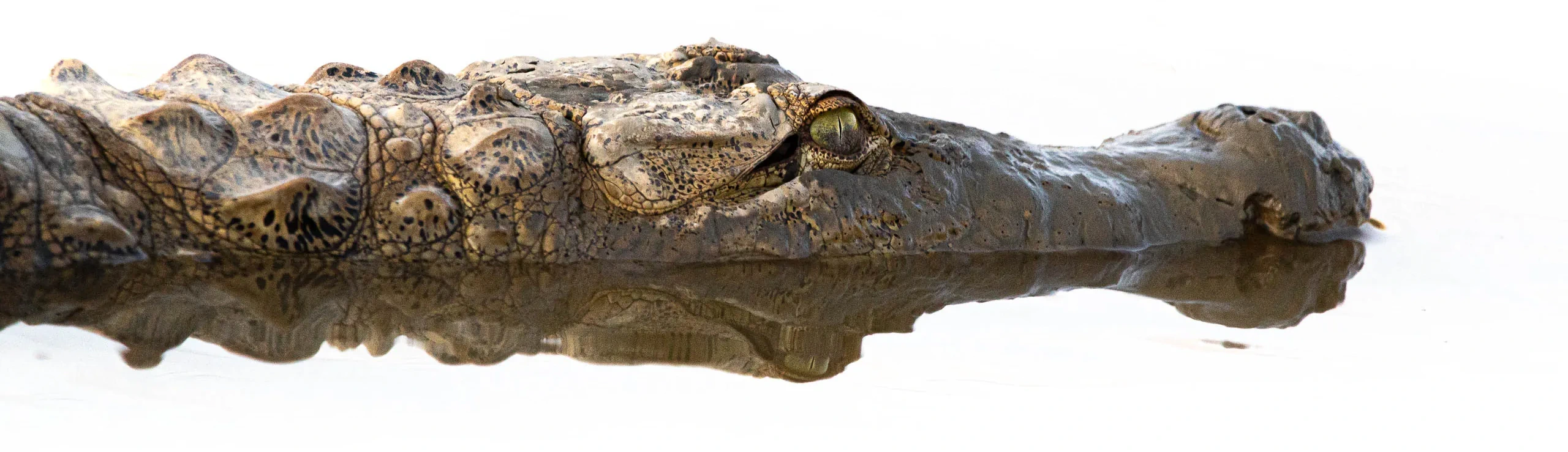 DesertCrocs Project