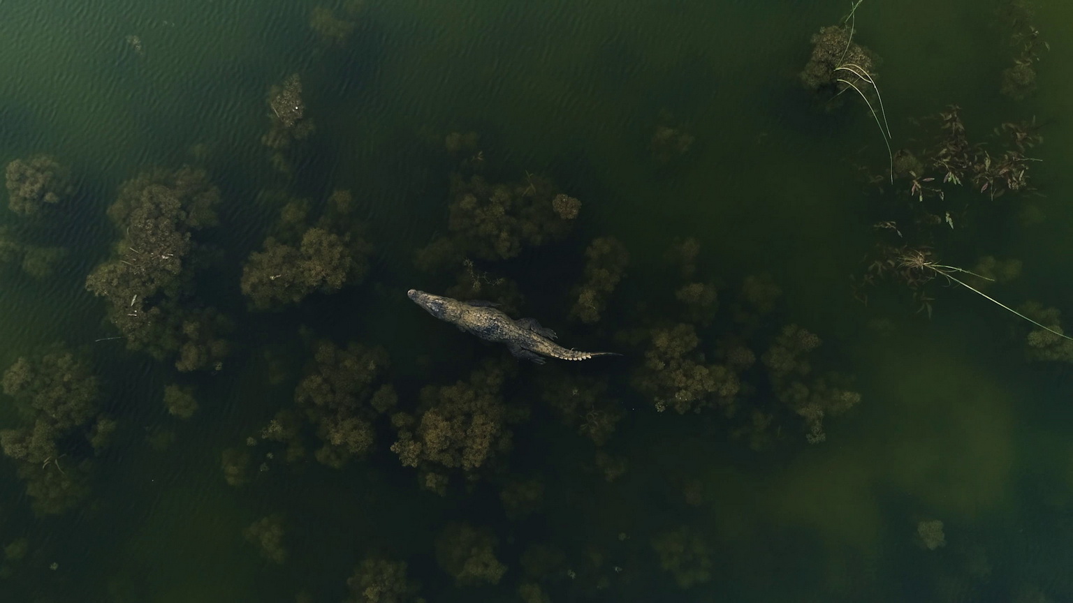 Dragons in the Desert